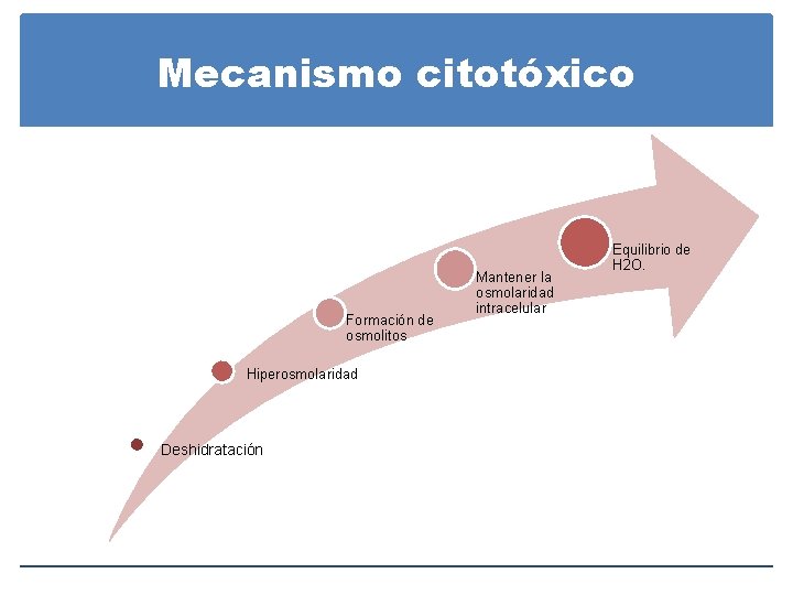 Mecanismo citotóxico Formación de osmolitos Hiperosmolaridad Deshidratación Mantener la osmolaridad intracelular Equilibrio de H Mecanismo citotóxico Formación de osmolitos Hiperosmolaridad Deshidratación Mantener la osmolaridad intracelular Equilibrio de H