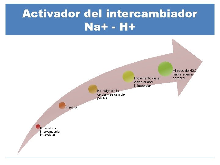 Activador del intercambiador Na+ - H+ Incremento de la osmolaridad Intracelular H+ salga de Activador del intercambiador Na+ - H+ Incremento de la osmolaridad Intracelular H+ salga de