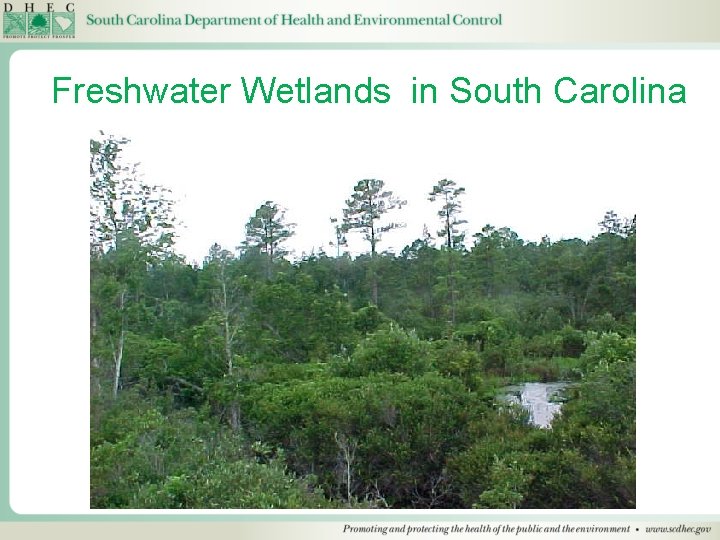 Freshwater Wetlands in South Carolina 