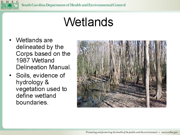 Wetlands • Wetlands are delineated by the Corps based on the 1987 Wetland Delineation