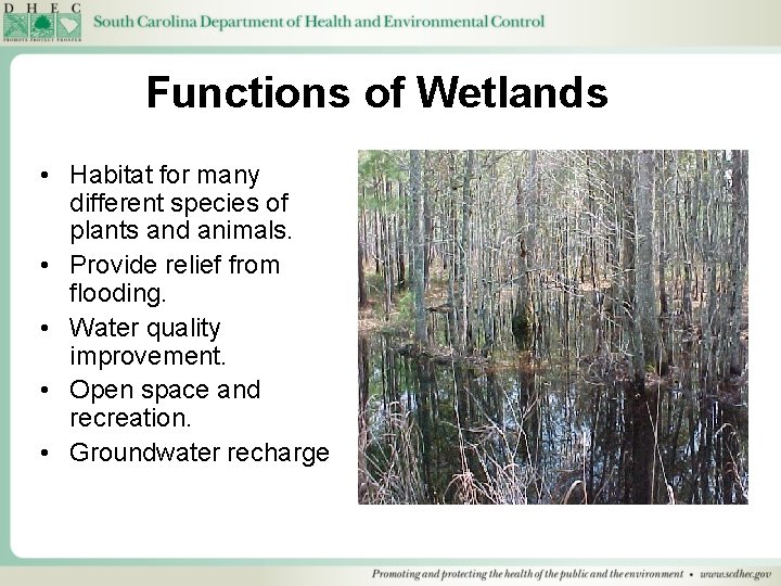 Functions of Wetlands • Habitat for many different species of plants and animals. •
