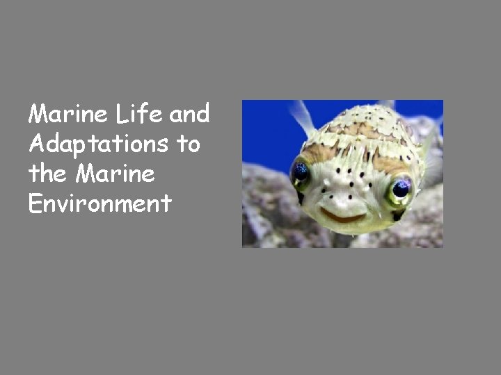 Marine Life and Adaptations to the Marine Environment 