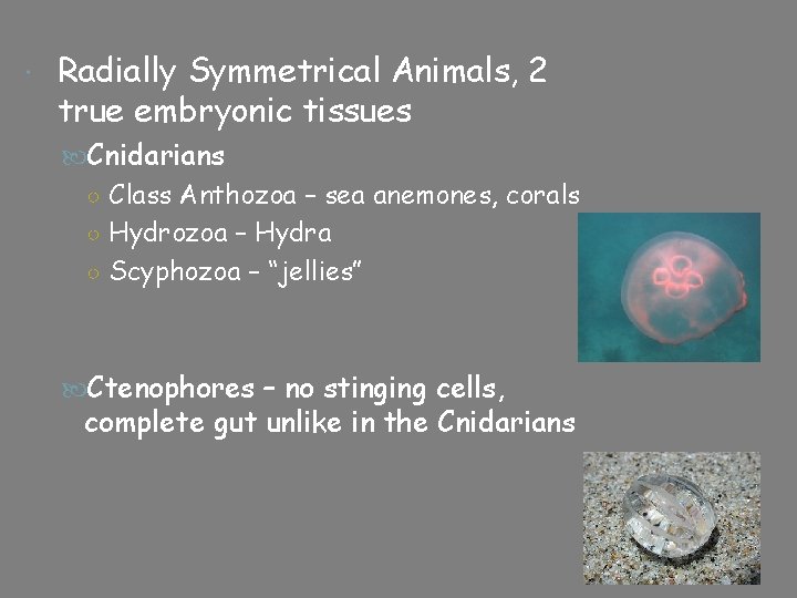  Radially Symmetrical Animals, 2 true embryonic tissues Cnidarians ○ Class Anthozoa – sea