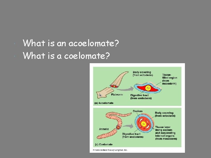 What is an acoelomate? What is a coelomate? 