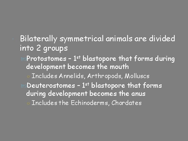  Bilaterally symmetrical animals are divided into 2 groups Protostomes – 1 st blastopore