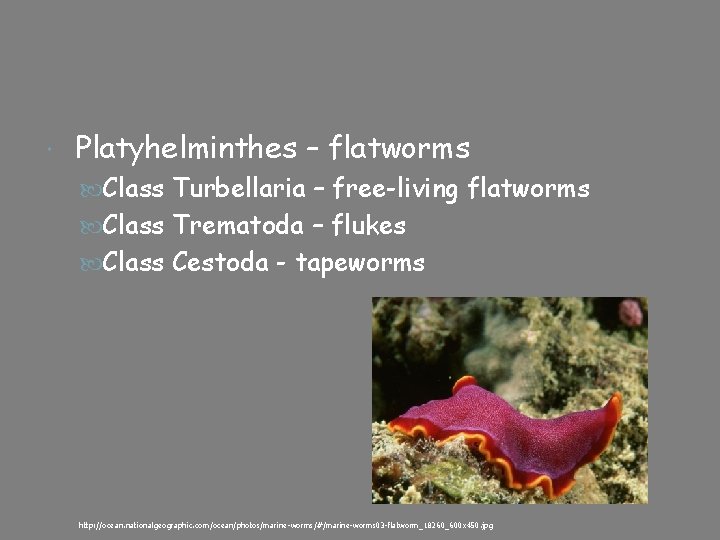  Platyhelminthes – flatworms Class Turbellaria – free-living flatworms Class Trematoda – flukes Class