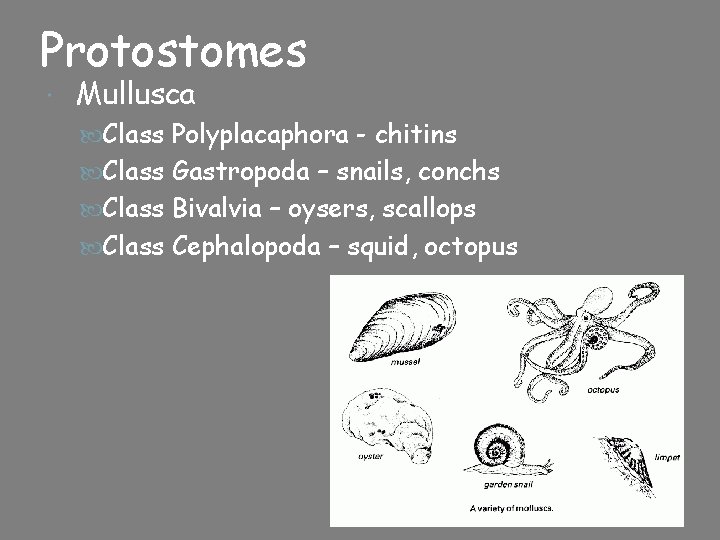 Protostomes Mullusca Class Polyplacaphora - chitins Class Gastropoda – snails, conchs Class Bivalvia –