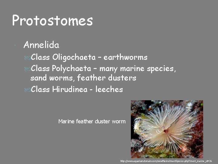 Protostomes Annelida Class Oligochaeta – earthworms Class Polychaeta – many marine species, sand worms,