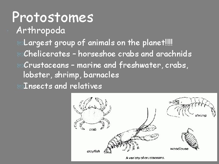 Protostomes Arthropoda Largest group of animals on the planet!!!! Chelicerates – horseshoe crabs and