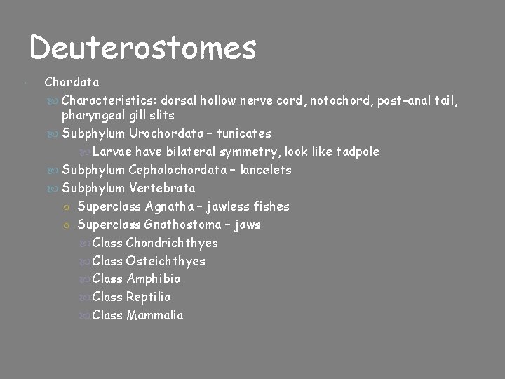 Deuterostomes Chordata Characteristics: dorsal hollow nerve cord, notochord, post-anal tail, pharyngeal gill slits Subphylum