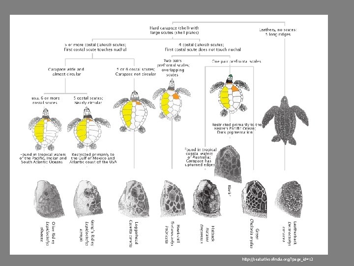 http: //seaturtlesofindia. org/? page_id=12 