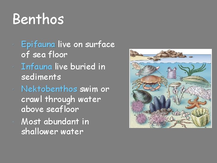 Benthos Epifauna live on surface of sea floor Infauna live buried in sediments Nektobenthos