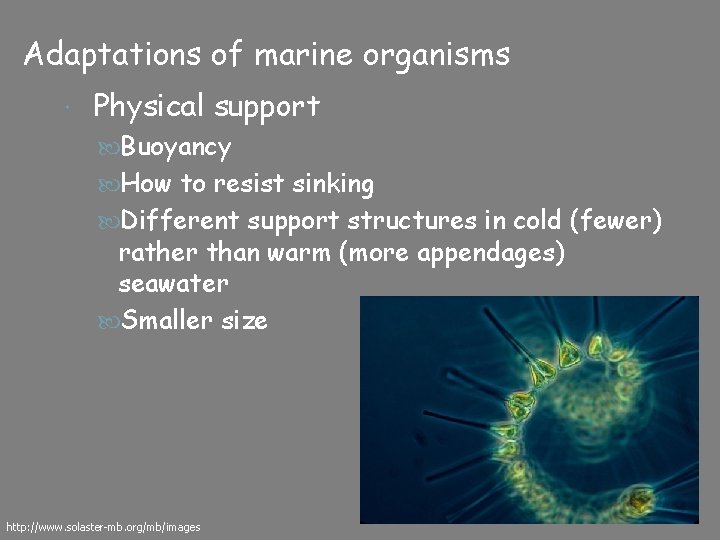 Adaptations of marine organisms Physical support Buoyancy How to resist sinking Different support structures