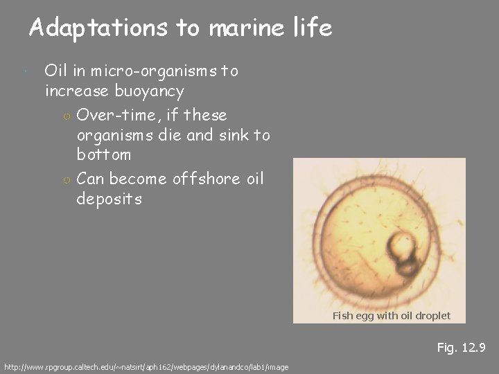 Adaptations to marine life Oil in micro-organisms to increase buoyancy ○ Over-time, if these