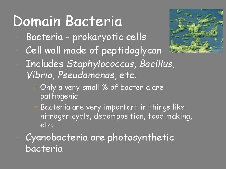 Domain Bacteria – prokaryotic cells Cell wall made of peptidoglycan Includes Staphylococcus, Bacillus, Vibrio,