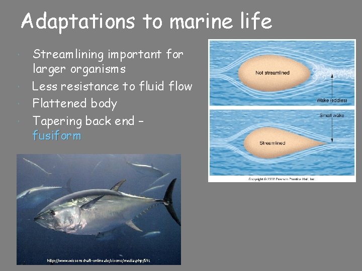 Adaptations to marine life Streamlining important for larger organisms Less resistance to fluid flow