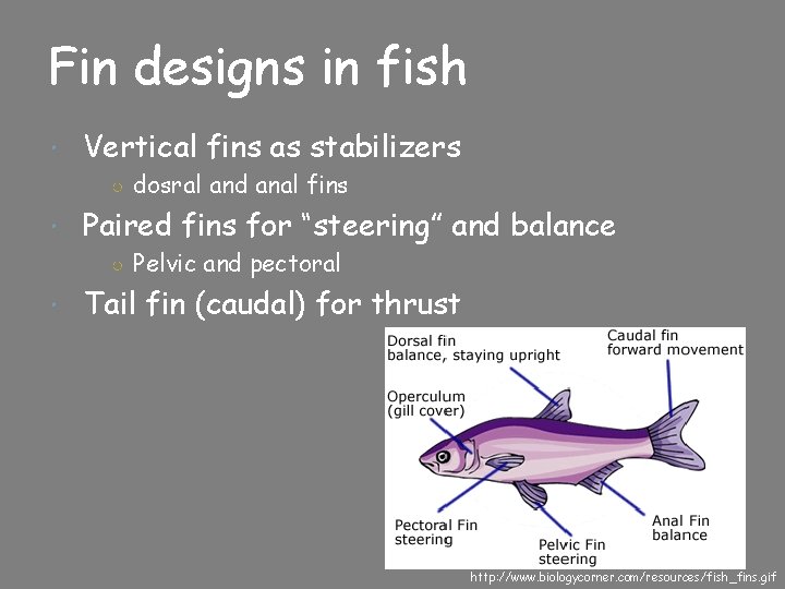 Fin designs in fish Vertical fins as stabilizers ○ dosral and anal fins Paired