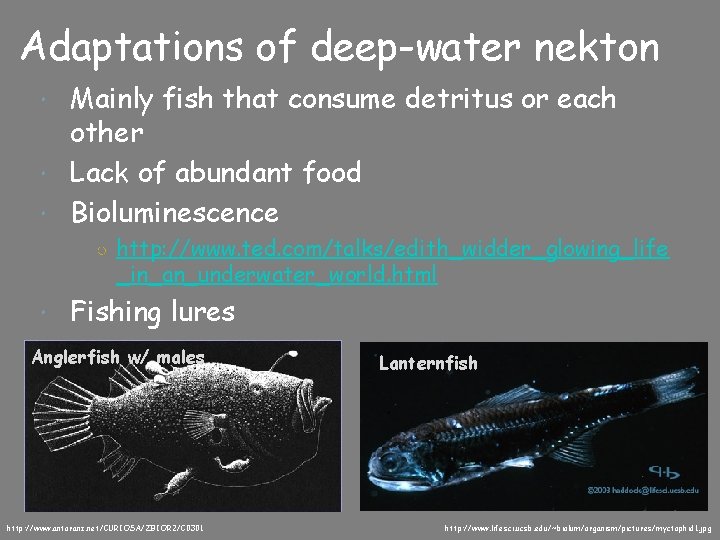 Adaptations of deep-water nekton Mainly fish that consume detritus or each other Lack of