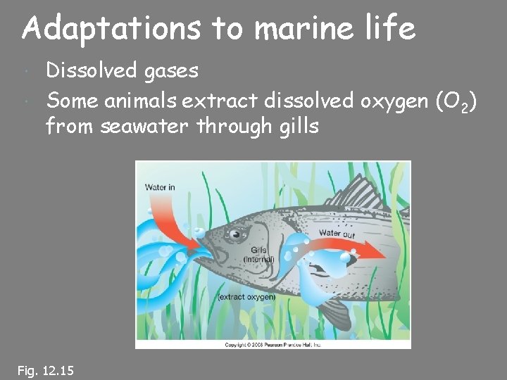 Adaptations to marine life Dissolved gases Some animals extract dissolved oxygen (O 2) from