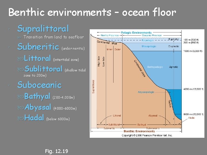 Benthic environments – ocean floor Supralittoral Transition from land to seafloor Subneritic (under neritic)