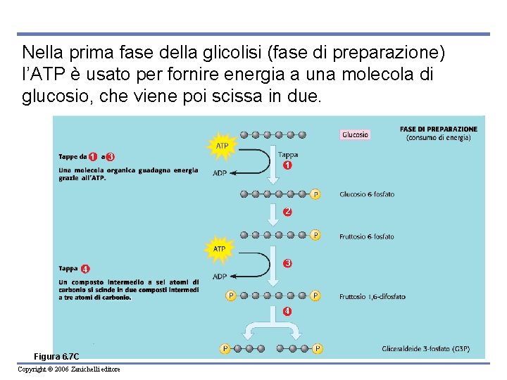 Nella prima fase della glicolisi (fase di preparazione) l’ATP è usato per fornire energia