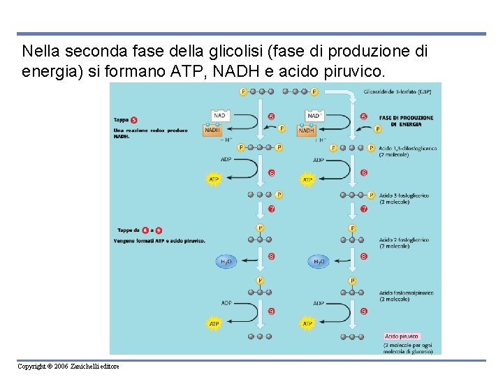 Nella seconda fase della glicolisi (fase di produzione di energia) si formano ATP, NADH