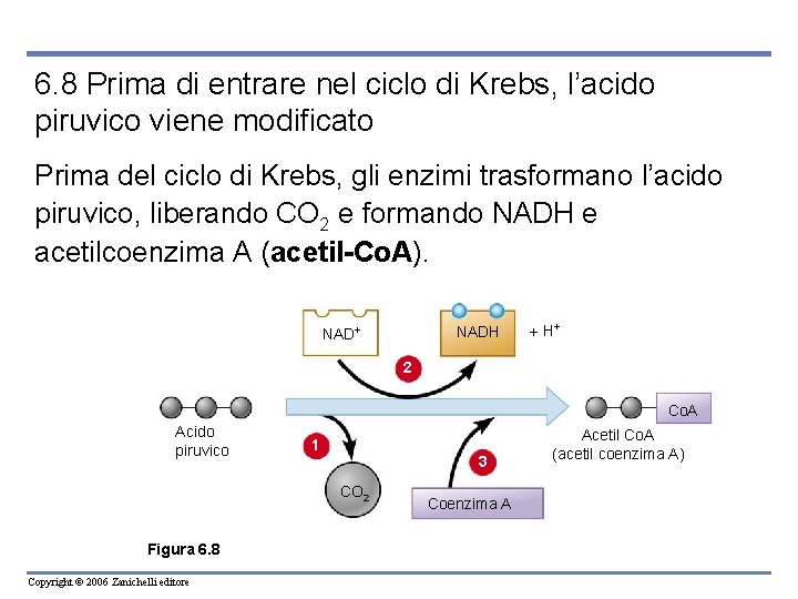 6. 8 Prima di entrare nel ciclo di Krebs, l’acido piruvico viene modificato Prima