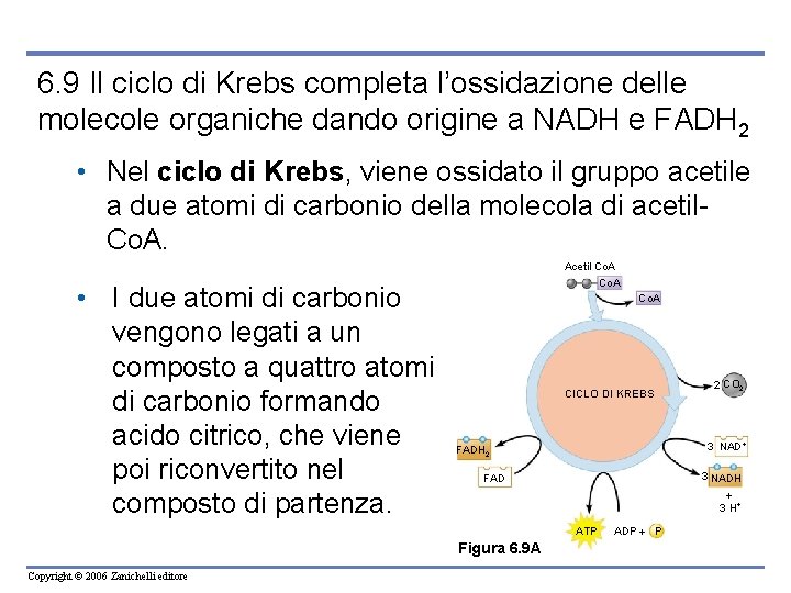 6. 9 Il ciclo di Krebs completa l’ossidazione delle molecole organiche dando origine a