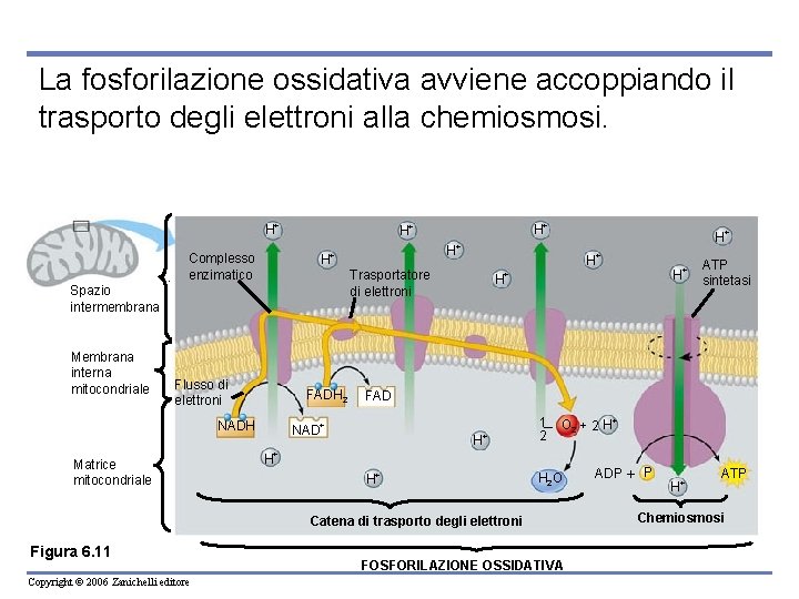 La fosforilazione ossidativa avviene accoppiando il trasporto degli elettroni alla chemiosmosi. H+ Spazio intermembrana