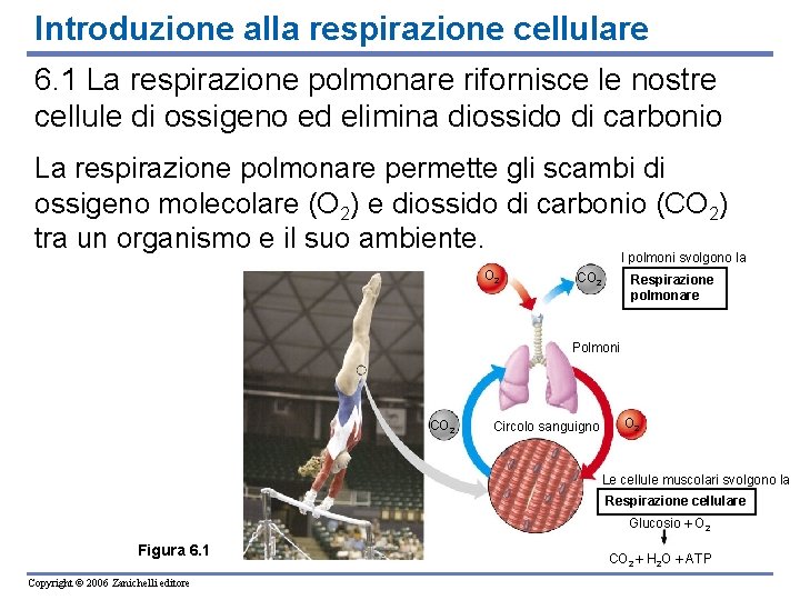 Introduzione alla respirazione cellulare 6. 1 La respirazione polmonare rifornisce le nostre cellule di