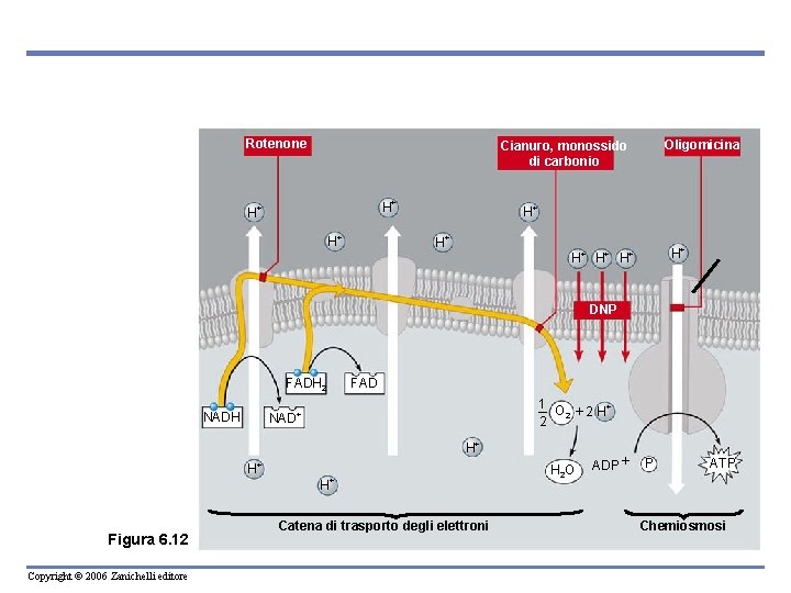 Rotenone Oligomicina Cianuro, monossido di carbonio H+ H+ ATP sintetasi H+ + H H