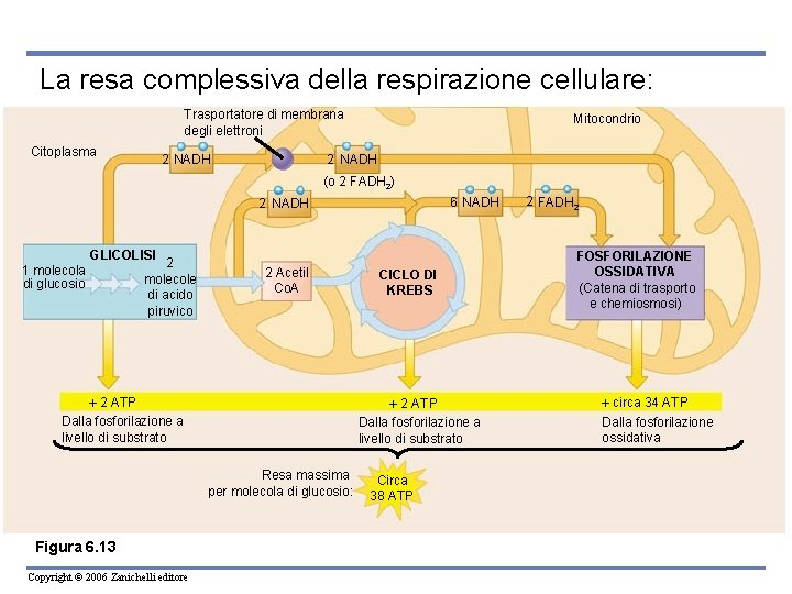 La resa complessiva della respirazione cellulare: Trasportatore di membrana degli elettroni Citoplasma 2 NADH