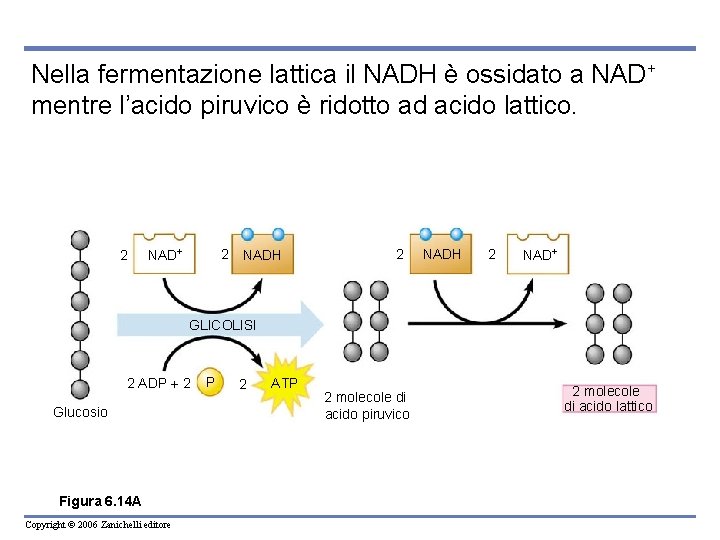 Nella fermentazione lattica il NADH è ossidato a NAD+ mentre l’acido piruvico è ridotto