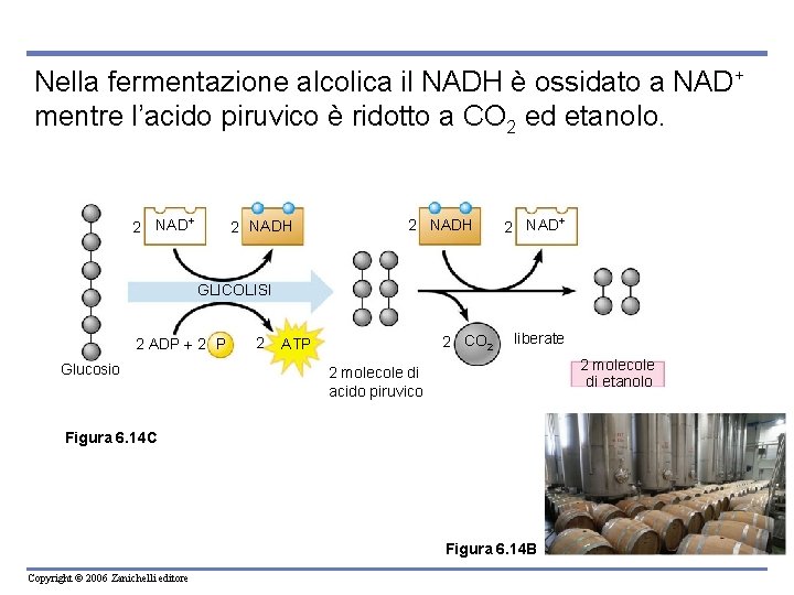 Nella fermentazione alcolica il NADH è ossidato a NAD+ mentre l’acido piruvico è ridotto