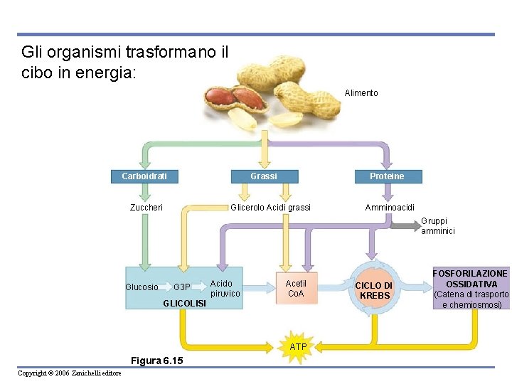 Gli organismi trasformano il cibo in energia: Alimento Carboidrati Grassi Zuccheri Proteine Glicerolo Acidi