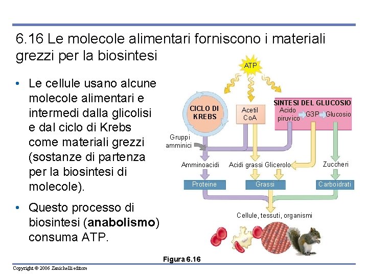 6. 16 Le molecole alimentari forniscono i materiali grezzi per la biosintesi ATP •