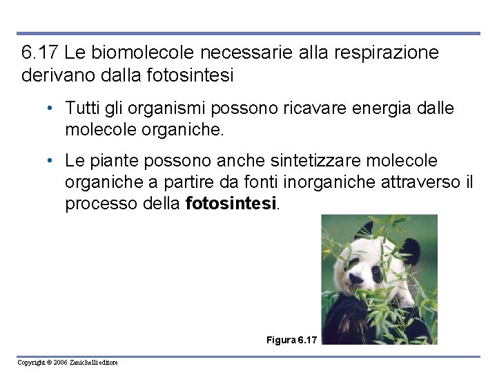 6. 17 Le biomolecole necessarie alla respirazione derivano dalla fotosintesi • Tutti gli organismi
