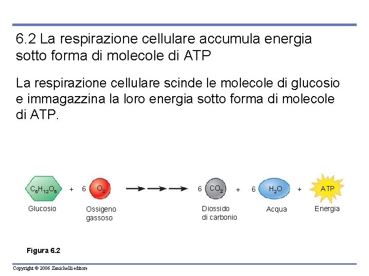 6. 2 La respirazione cellulare accumula energia sotto forma di molecole di ATP La