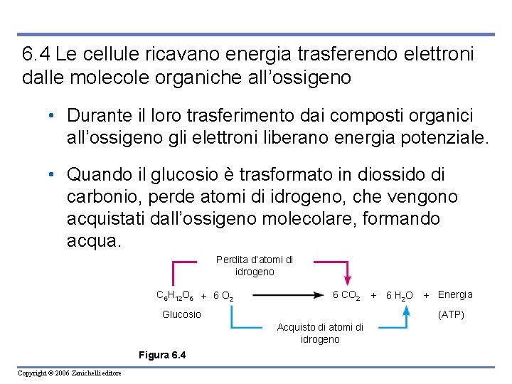 6. 4 Le cellule ricavano energia trasferendo elettroni dalle molecole organiche all’ossigeno • Durante