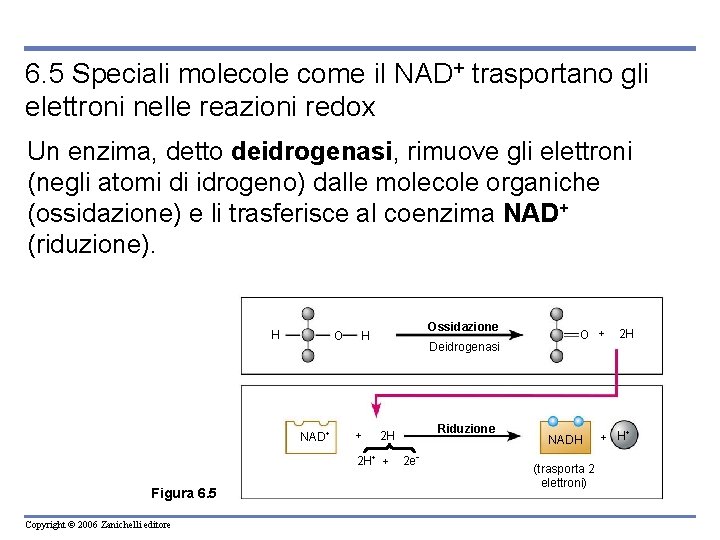 6. 5 Speciali molecole come il NAD+ trasportano gli elettroni nelle reazioni redox Un