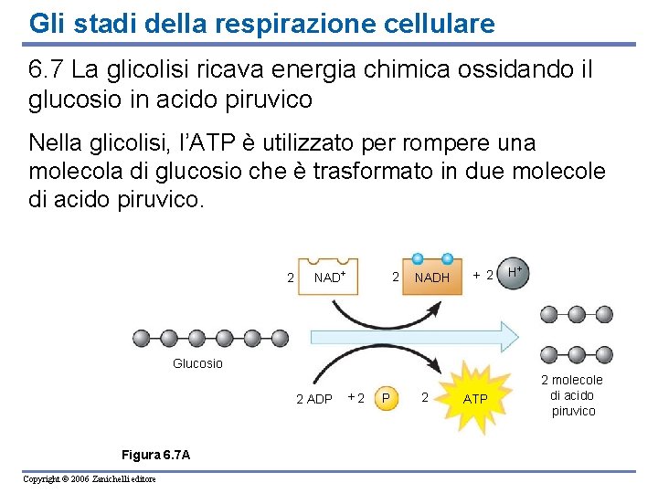 Gli stadi della respirazione cellulare 6. 7 La glicolisi ricava energia chimica ossidando il