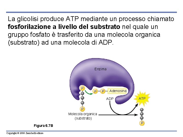 La glicolisi produce ATP mediante un processo chiamato fosforilazione a livello del substrato nel