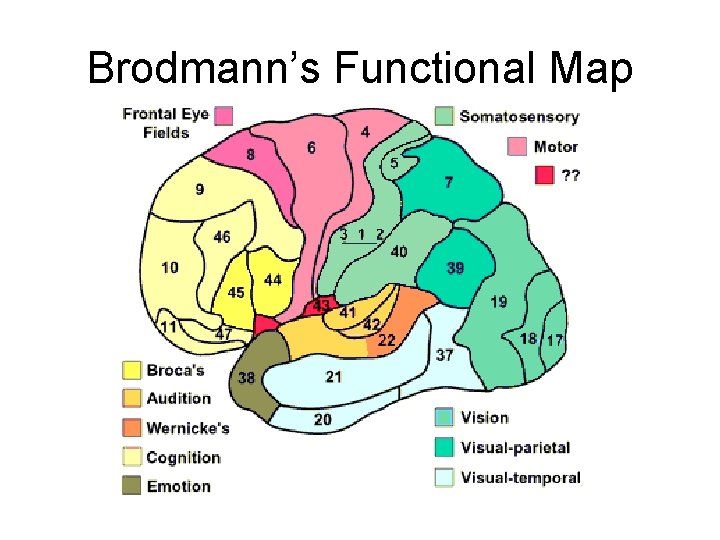 Brodmann’s Functional Map 