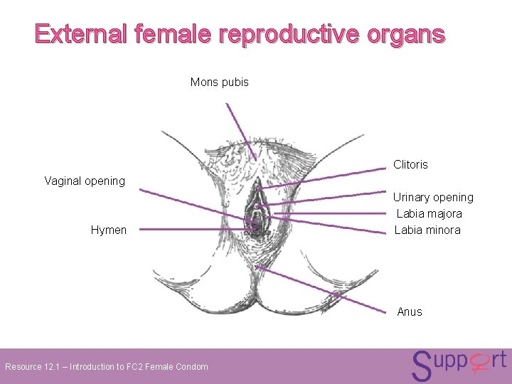 External female reproductive organs Mons pubis Clitoris Vaginal opening Urinary opening Labia majora Hymen External female reproductive organs Mons pubis Clitoris Vaginal opening Urinary opening Labia majora Hymen