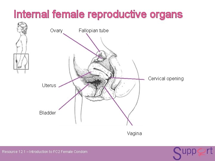Internal female reproductive organs Ovary Fallopian tube Cervical opening Uterus Bladder Vagina Resource 12. Internal female reproductive organs Ovary Fallopian tube Cervical opening Uterus Bladder Vagina Resource 12.