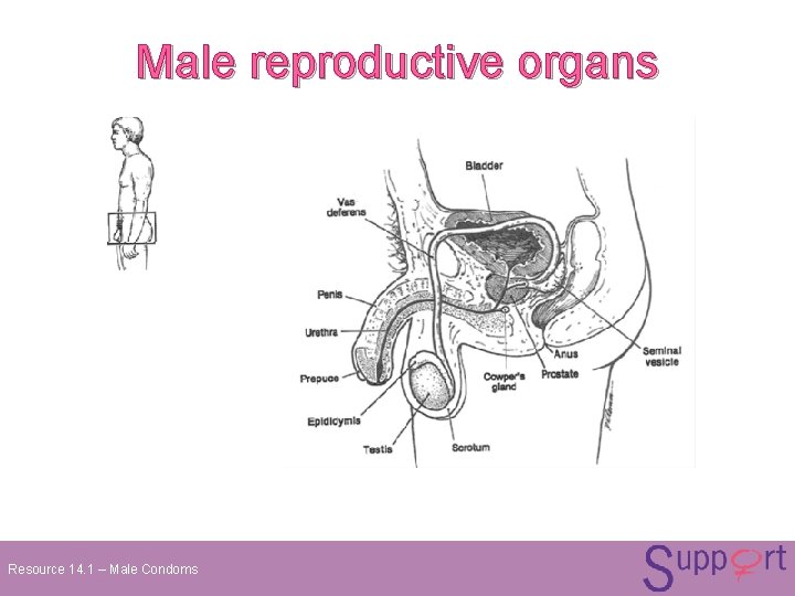Male reproductive organs Resource 14. 1 – Male Condoms Male reproductive organs Resource 14. 1 – Male Condoms