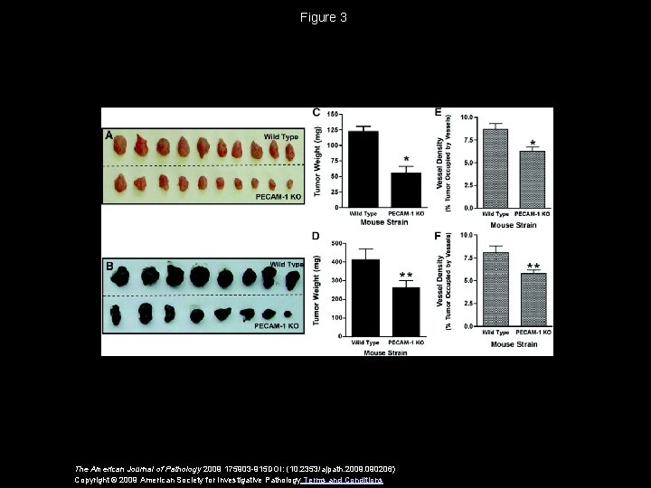 Figure 3 The American Journal of Pathology 2009 175903 -915 DOI: (10. 2353/ajpath. 2009.