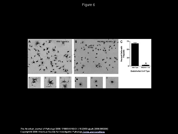 Figure 6 The American Journal of Pathology 2009 175903 -915 DOI: (10. 2353/ajpath. 2009.