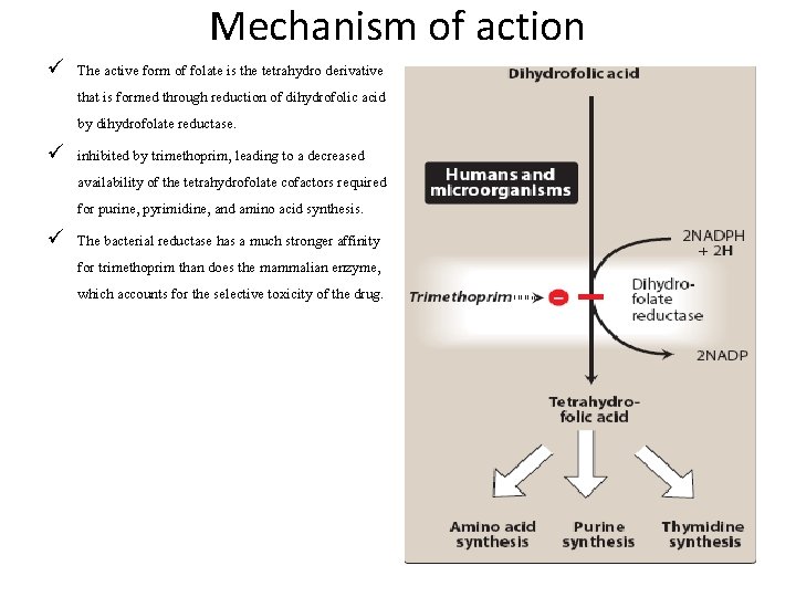 Mechanism of action ü The active form of folate is the tetrahydro derivative that
