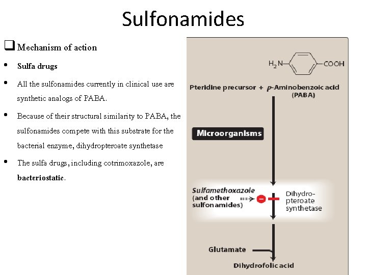 Sulfonamides q Mechanism of action • Sulfa drugs • All the sulfonamides currently in